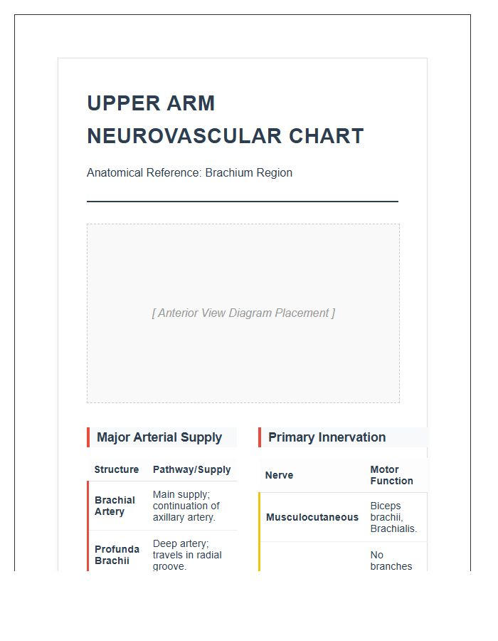 Neurovascular Structures Of The Upper Arm Printable Chart