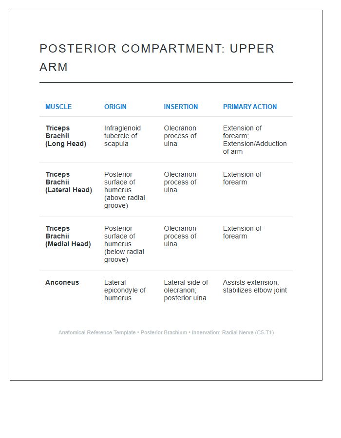 Posterior Compartment Upper Arm Muscle Printable Chart
