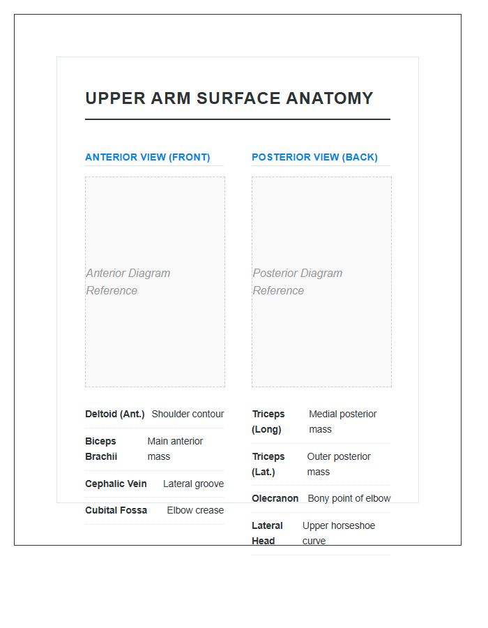 Upper Arm Surface Anatomy Reference Printable Chart