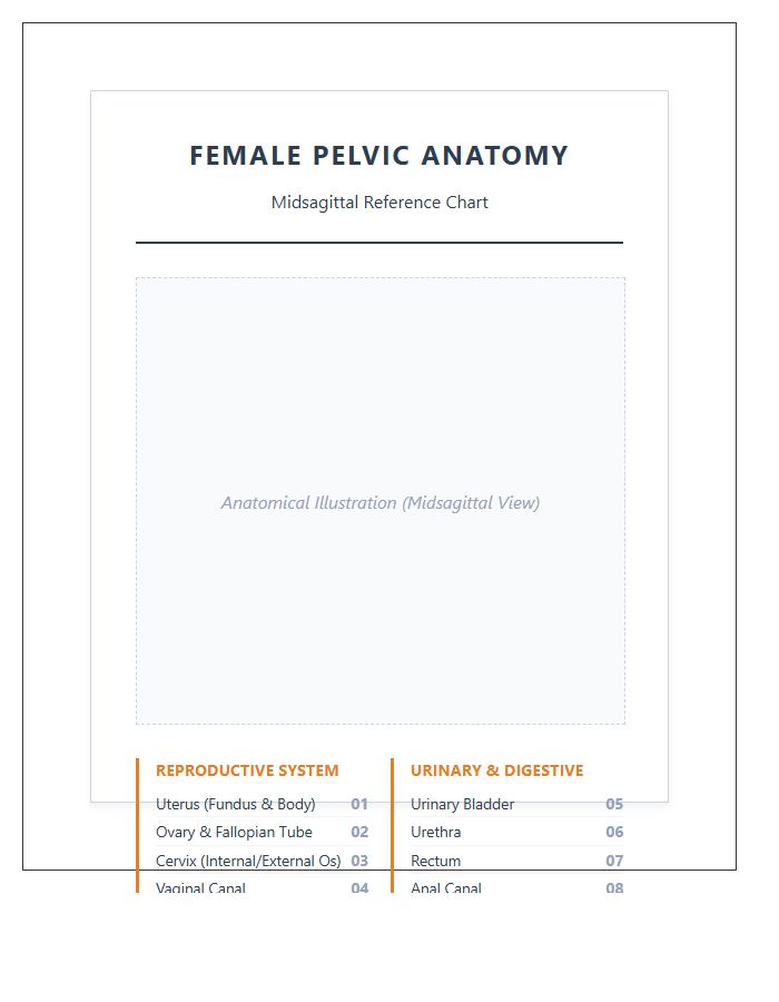 Detailed Female Pelvic Organ Anatomy Printable Chart
