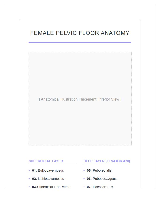 Female Pelvic Floor Muscle Anatomy Printable Chart