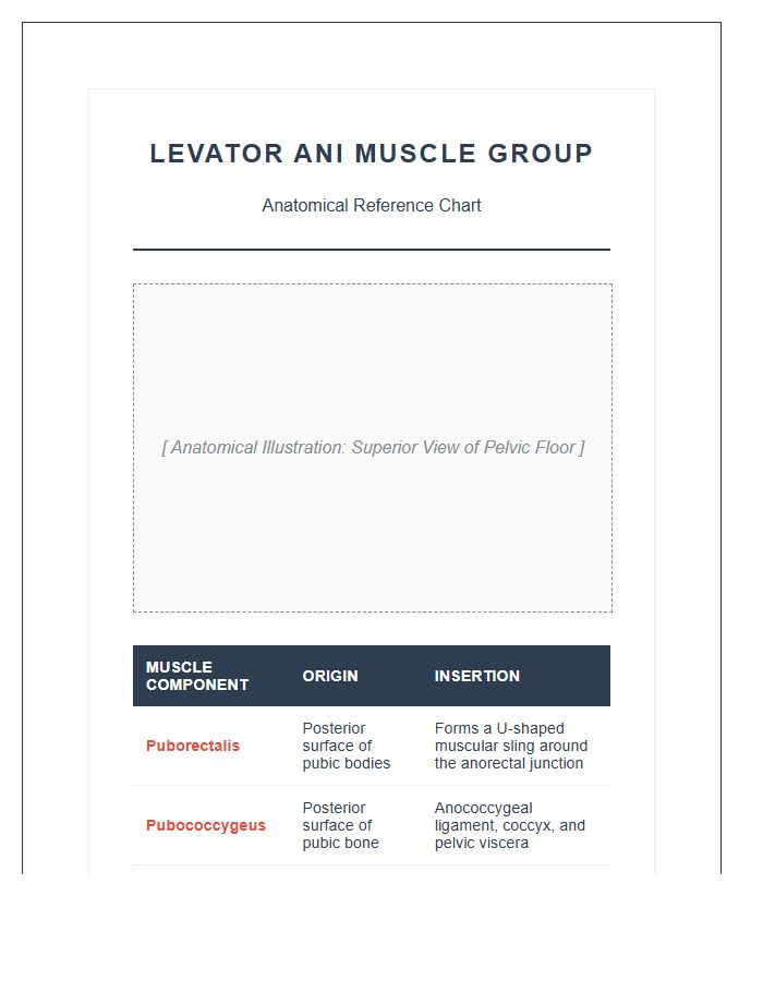Levator Ani Muscle Group Anatomy Printable Chart