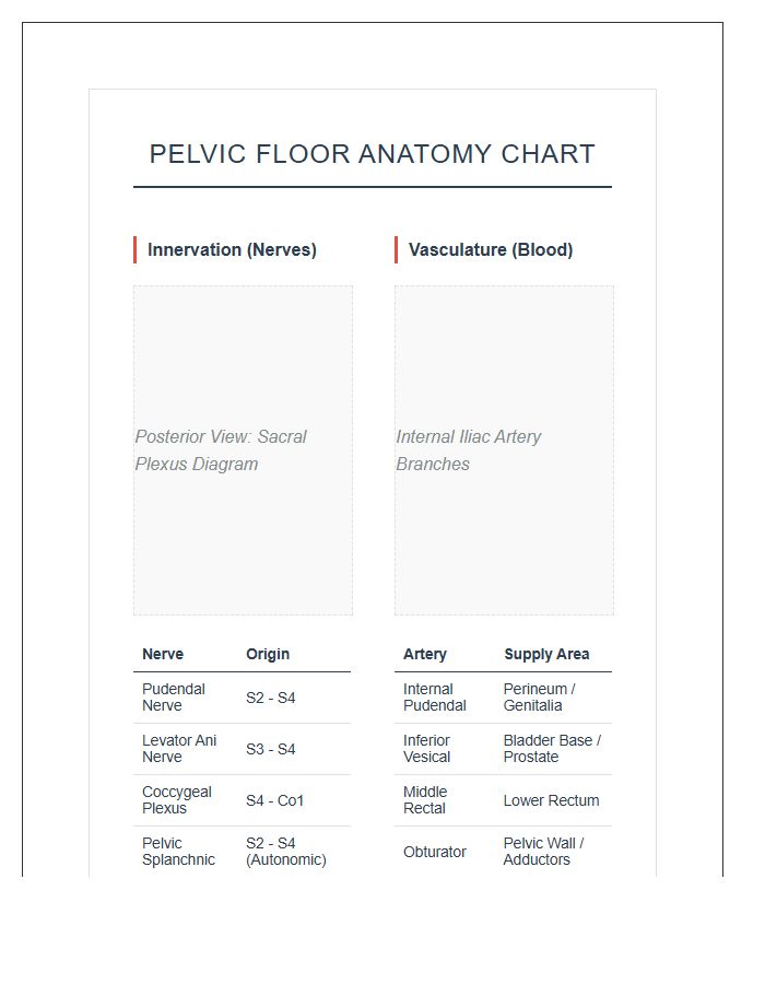 Pelvic Floor Nerve And Blood Supply Anatomy Printable Chart