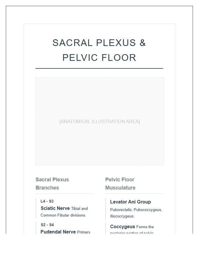 Sacral Plexus And Pelvic Floor Anatomy Printable Chart